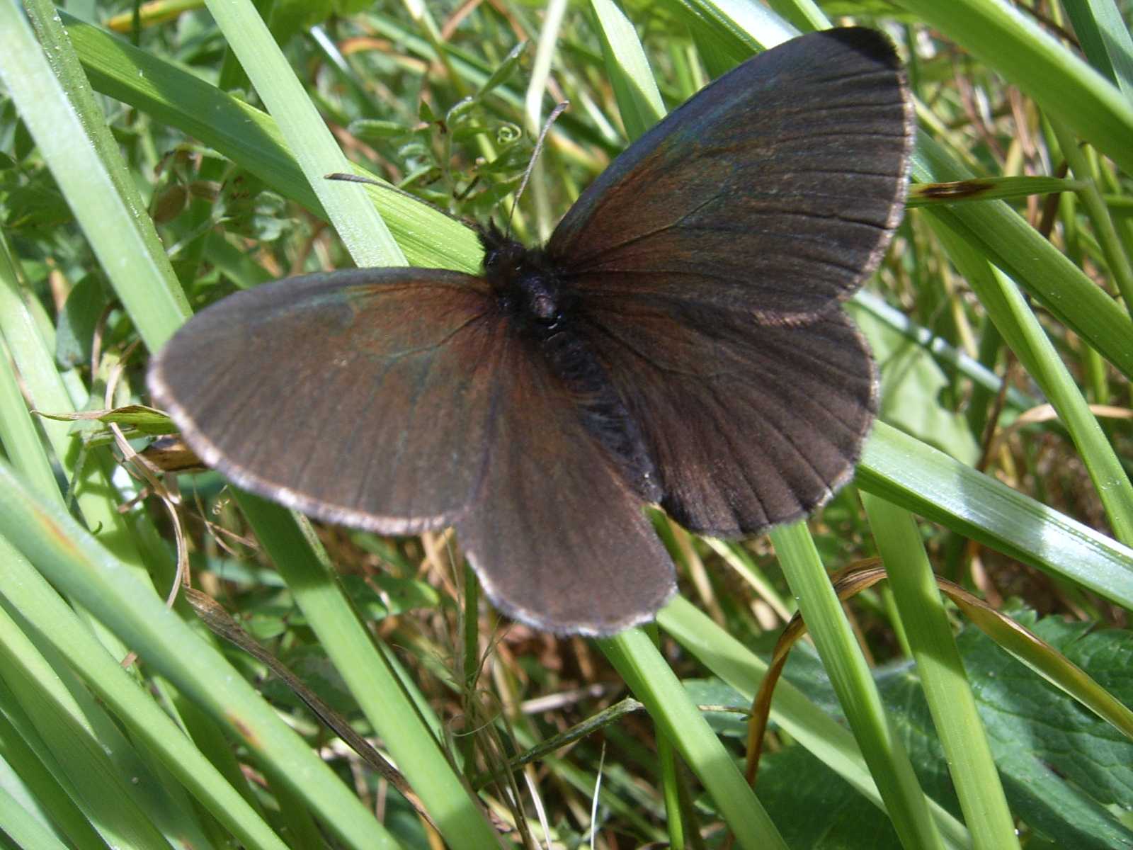 Farfalle del P.N. Dolomiti Bellunesi da id.